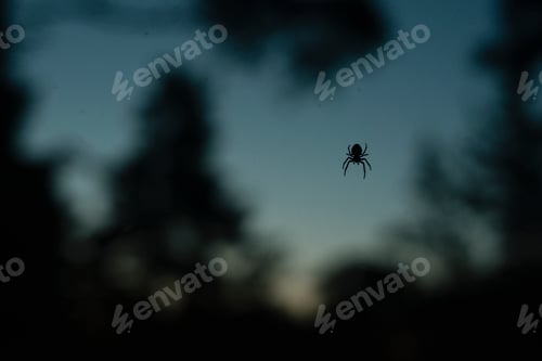 Preview: Silhouette of a spider against a twilight sky