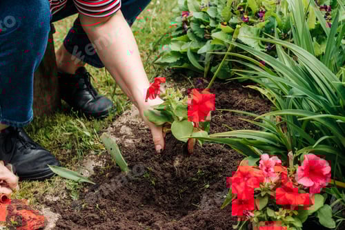 Preview: Planting Flowers in a Garden Setting Outdoors