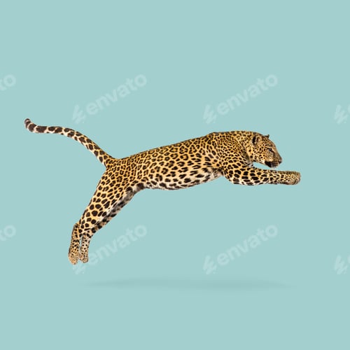 Preview: Powerful leopard leaping through the air, displaying its impressive agility and distinctive coat