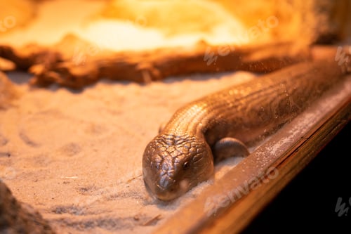 Preview: Skink on a terrarium
