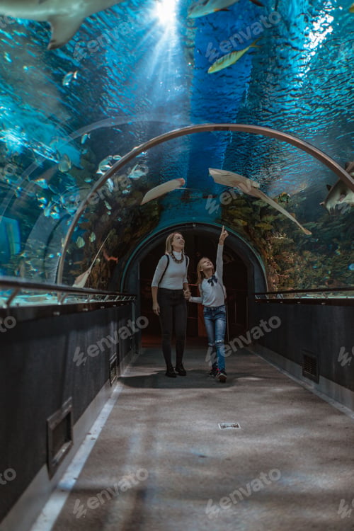 Preview: Marveling At The Marine Life