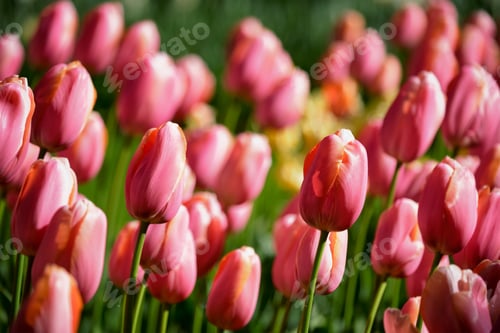 Preview: Blooming tulips flowerbed in Keukenhof flower garden, Netherland