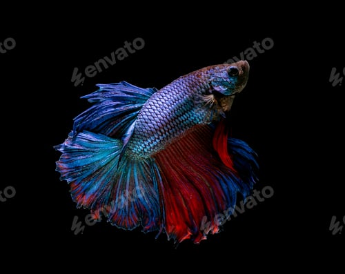 Preview: Betta fish, siamese fighting fish, betta splendens isolated on black background