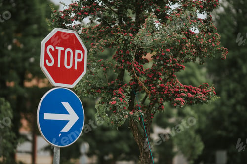 Preview: Regulatory road signs with trees in the background