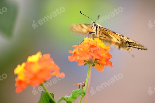 Preview: Close up of swallawtail butterfly perched on flowers and sucking nectar