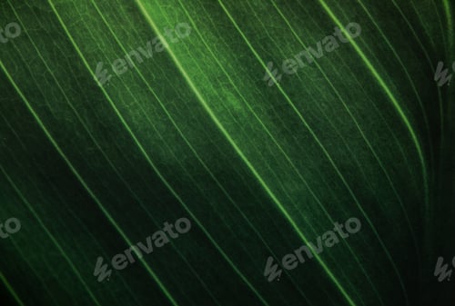 Visualização: Fundo verde