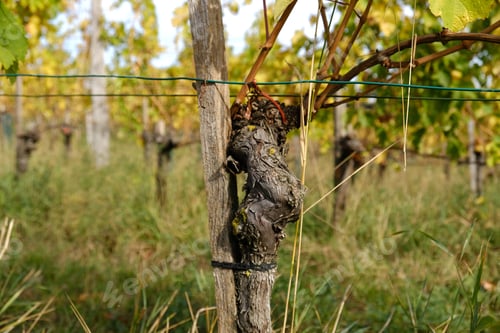 Preview: Close-up Vine vines in autumn. Wine making concept. Selective focus.