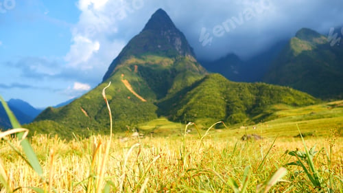 Preview: Rice terrace Field Green agriculture beautiful landscape. Ecosystem rice paddy field Vietnam