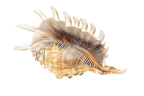 Preview: the shell of a sea snail on a white isolated background