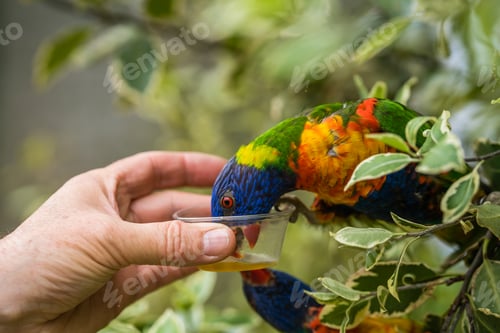 Preview: Man giving sweet nectar to Lorikeet Rainbow parrot