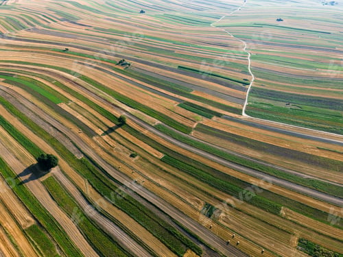 Preview: Endless Farmfields. Rows of Crop in Countryside. Summer Rural Landscape. Aerial Drone View
