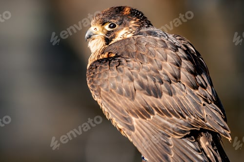 Preview: Brown hawk perches atop a rugged rock formation, its piercing gaze fixed on its surroundings