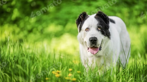 Preview: The Central Asian Shepherd Dog on green grass