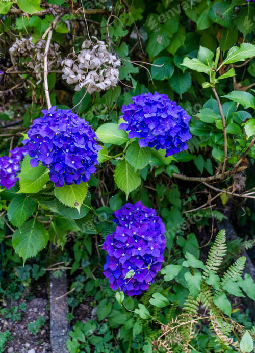 Preview: A Closeup Shot Of Blue Hydrangea Blossoms.