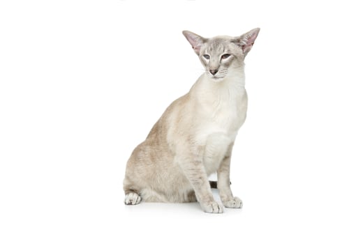 Preview: Beautiful oriental siam cat