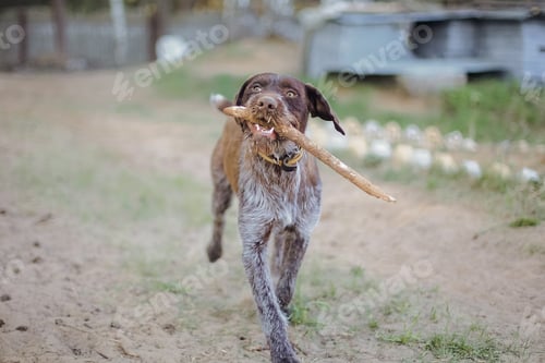 Preview: German Wirehaired Pointer Dog. Drathaar