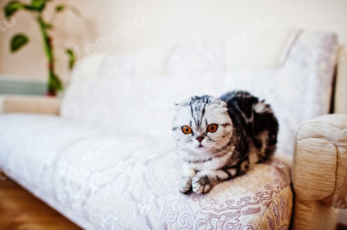 Preview: Close-up photo of a scottish fold kitten.