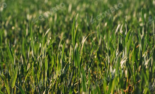 Preview: Close up view of the green grass that on the field at summer