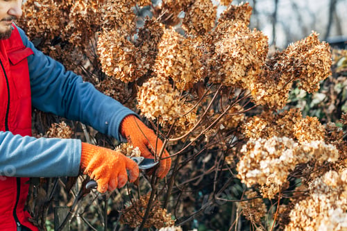 Preview: A gardener wearing gloves trims wilted hydrangea flowers before winter