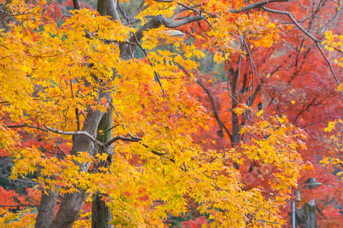 Preview: Red maple leaves or fall foliage in colorful autumn season, Yamanashi. Five lakes. Trees in Japan