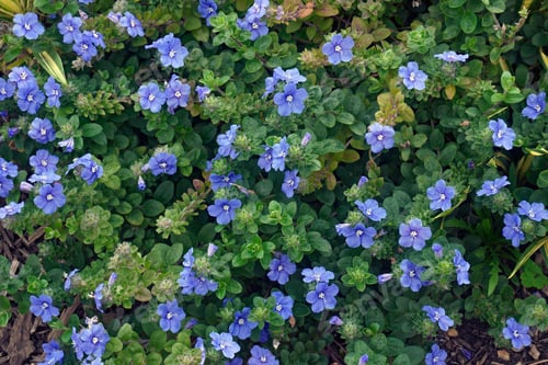 Preview: Dwarf Morning Glory (Evolvulus Glomeratus). Called Blue Daze, Brazilian Dwarf Morning Glory Also