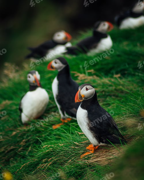 Preview: Colony of Atlantic puffins in natural habitat