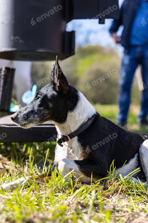 Preview: Dog breed smooth-haired fox terrier lying on the grass on open air.