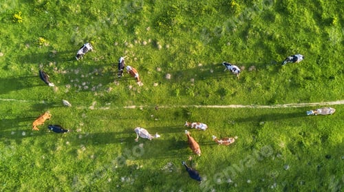 Preview: Drone view of the farm. Cows in the pasture. Agriculture. Aerial view.