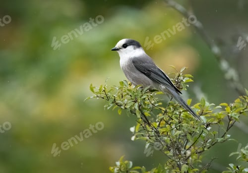 Preview: Close-up of a small bird perched on a branch with a blurred green background