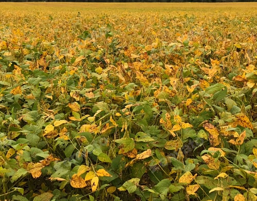 Preview: Yellowing fields