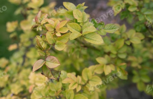 Preview: Green Leaves