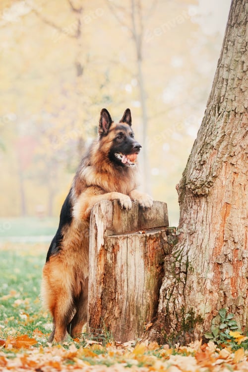 Preview: German Shepherd dog with leaves in autumn. Dog in nature. Autumn mood. Shepherd dog in falling leave