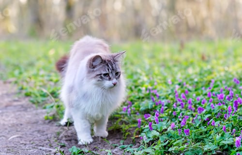 Preview: birman cat in nature