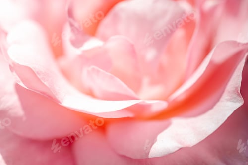 Preview: Delicate and light textured background of rose petals.