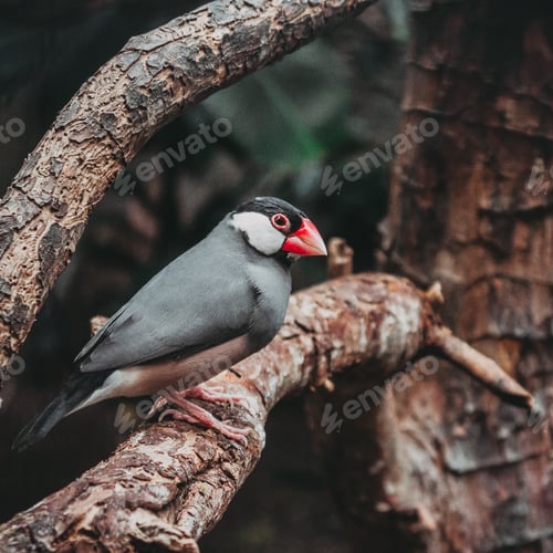 A small bird on a branch
