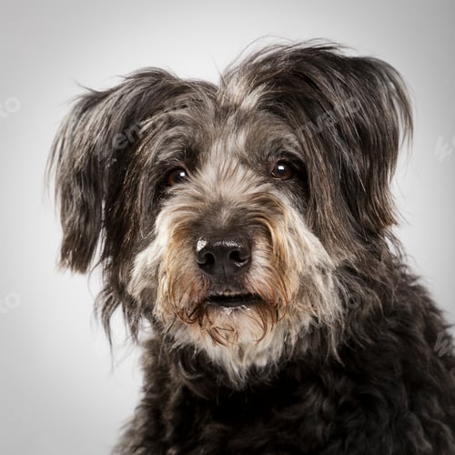 Visualização: Studio portrait of an expressive catalan sheep dog