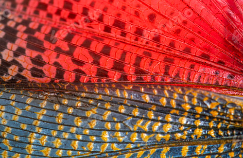 Preview: Detail of the wing of grasshopper specie Phymateus saxosus (Mada