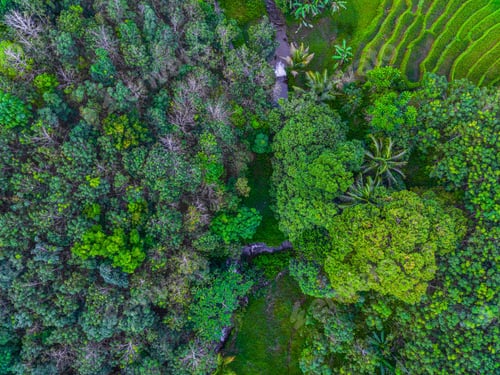 Preview: beautiful morning view from Indonesia of mountains and tropical forest