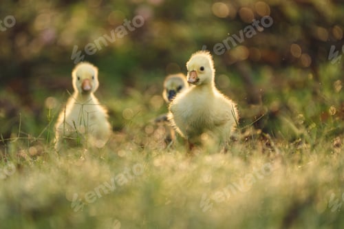 Preview: gosling goose or duck family in spring, small baby bird animal in wild nature, group of young cute
