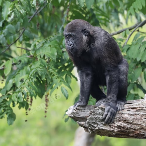 Preview: Gorilla portrait in natural habitat