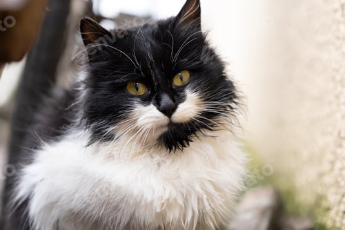 Preview: close-up of a black and white cat with yellow eyes