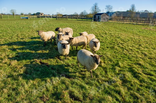 Preview: A small flock of sheep in a field.