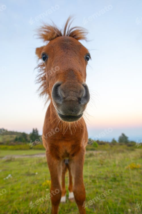 Preview: Grayson Highlands ponies at sunset