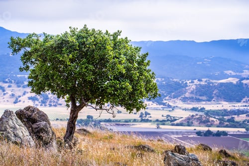 Preview: Young live oak tree