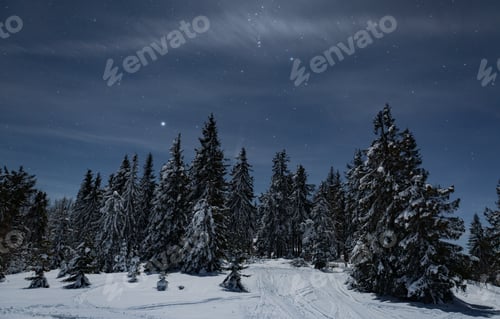 Preview: Mesmerizing night landscape winter snowy fir trees