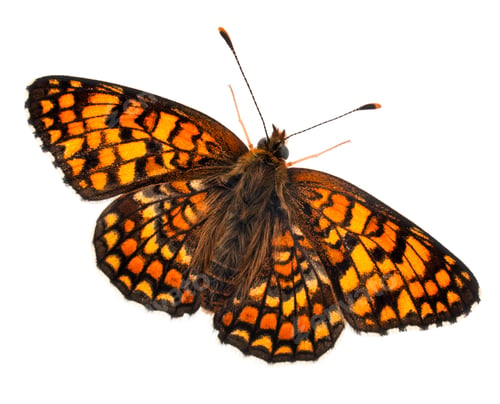 Preview: Knapweed Fritillary, Melitaea phoebe, in front of white background