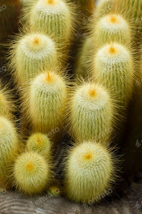 Preview: Parodia leninghausii cactus