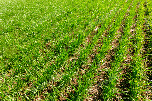 Preview: spring green field