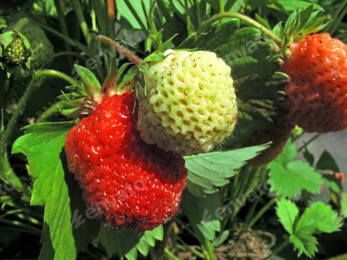 Preview: branch of fresh strawberries
