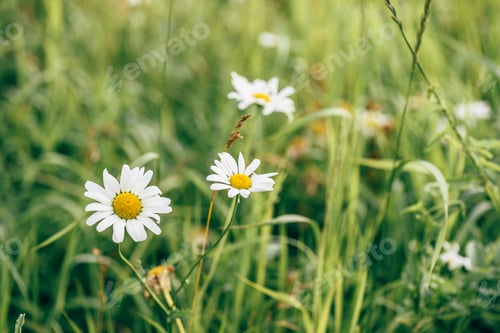 Preview: Daisy Flowers on Lawn.